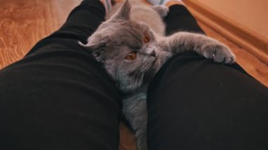 Gri safkan evcil kedi metresinin ayaklarıyla oynar. Kedicilik oynamak dişi bacağını ısırır. Kediyle eğlenceli oyunlar. Evcil hayvanlar ilgi ister..
