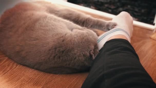 灰纯种家猫用情妇的脚玩耍 玩猫咬女人的腿 和猫玩有趣的游戏 宠物需要注意 — 图库视频影像