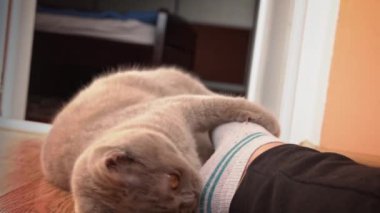 Gri safkan evcil kedi metresinin ayaklarıyla oynar. Kedicilik oynamak dişi bacağını ısırır. Kediyle eğlenceli oyunlar. Evcil hayvanlar ilgi ister..