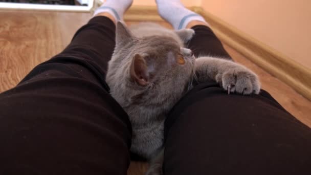 Сірий Прямокровний Домашній Кіт Грає Ногами Своєї Господині Граючи Кішку — стокове відео
