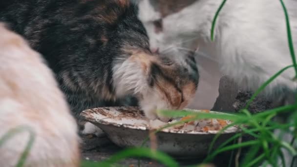 Бездомные Грязные Котята Едят Остатки Грязной Тарелки Улице Проблема Бездомных — стоковое видео