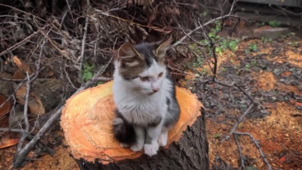Bezdomovecké Špinavé Kotě Sedí Smutnou Tlamou Problém Zvířat Bez Domova — Stock video