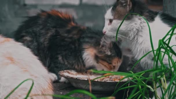 Les Chatons Sales Sans Abri Mangent Les Restes Une Assiette — Video