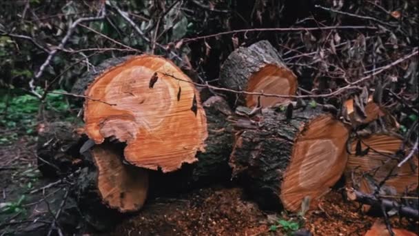 Piękne Ścięcie Drzewa Cięciu Piły Bagażniku Drwali Kłody Leżą Ścięciu — Wideo stockowe