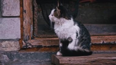 Evsiz ve pis kedi yavrusu üzgün bir ağızlıkla oturur. Avrupa 'daki evsiz hayvanlar, hayvan barınakları sorunu. Aç, hasta ve pis kediler sokakta koşuşturuyor..