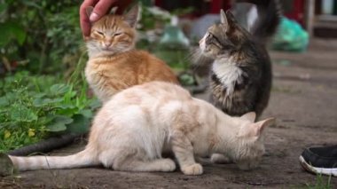 Adam yavaş çekimde evsiz yetişkin kedi yavrularını felç ediyor. Avrupa 'daki evsiz hayvanlar, hayvan barınakları sorunu. Aç, hasta ve pis kediler sokakta koşuşturuyor..