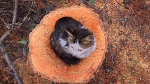 Bezdomovecké Špinavé Kotě Sedí Smutnou Tlamou Problém Zvířat Bez Domova — Stock video