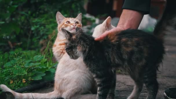 Mężczyzna Głaszcze Bezdomne Dorosłe Kociaki Zwolnionym Tempie Problem Bezdomnych Zwierząt — Wideo stockowe
