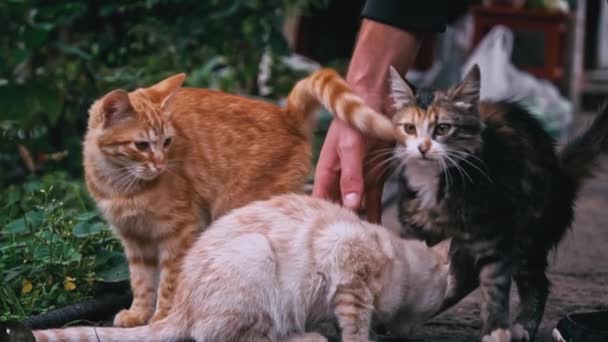 Homme Caresse Des Chatons Adultes Sans Abri Gros Plan Lent — Video