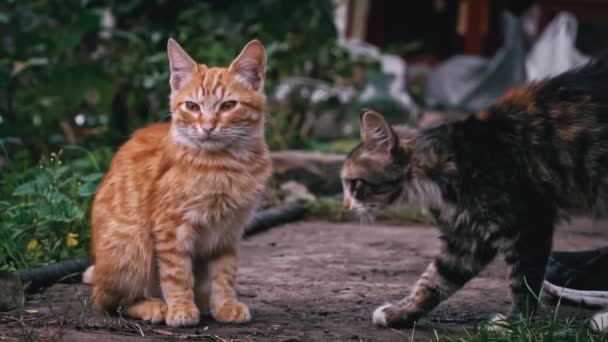 Man Strijkt Dakloze Volwassen Kittens Slow Close Het Probleem Van — Stockvideo