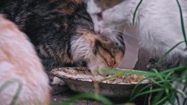 Evsiz, pis kediler sokaktaki kirli tabaktan arta kalanları yiyorlar. Avrupa 'daki evsiz hayvanlar, hayvan barınakları sorunu. Aç ve hasta kediler kaseden yer..