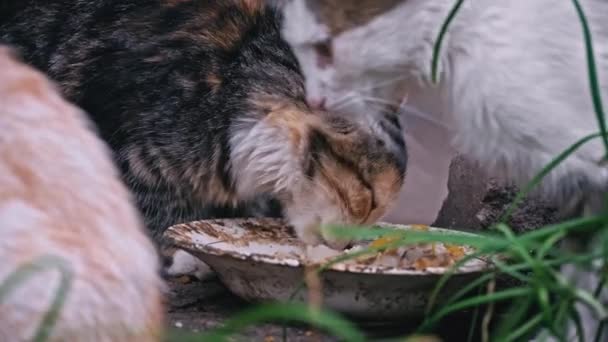 Homeless Dirty Kittens Eat Leftovers Dirty Plate Street Problem Homeless — Stock Video