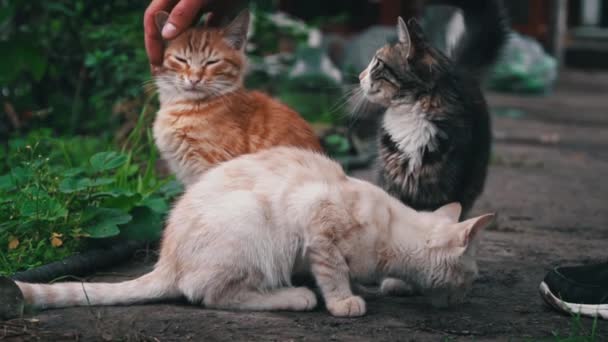 男人用慢镜头击打无家可归的成年猫咪 欧洲无家可归动物的问题 动物庇护所 肮脏的猫在街上跑着 — 图库视频影像