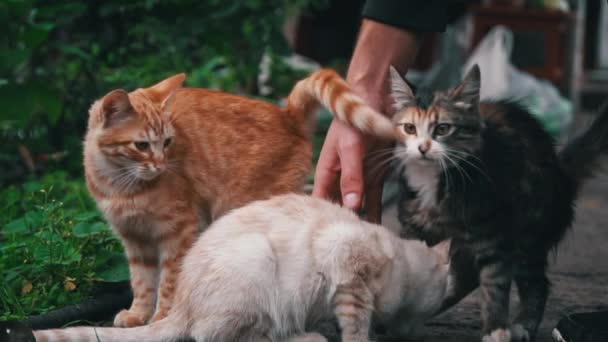 Man Strijkt Dakloze Volwassen Kittens Slow Close Het Probleem Van — Stockvideo