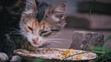 Evsiz, pis kedi yavrusu sokaktaki kirli tabaktan arta kalanları yiyor. Avrupa 'daki evsiz hayvanlar, hayvan barınakları sorunu. Aç ve hasta kedi bir kaseden yiyor..