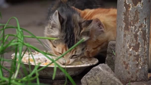 Les Chatons Sales Sans Abri Mangent Les Restes Une Assiette — Video