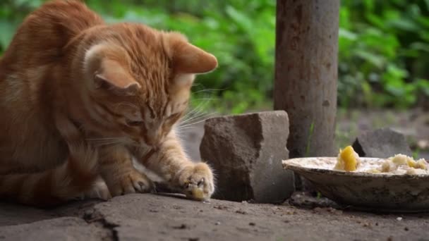 Dakloos Vuil Poesje Eet Restjes Van Een Vies Bord Straat — Stockvideo