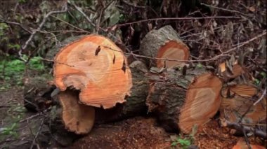 Bir oduncunun gövdesini kestikten sonra güzel bir ağaç kesimi. Kütükler büyük bir ağacın testere kesiminden sonra uzanıyor. Ağacın çapraz kesimi ve yaş halkaları. Çapraz kesitte yuvarlak tahta parçası