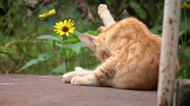 Bezdomovec Špinavé Červené Kotě Sedí Myje Ulici Problém Zvířat Bez — Stock video