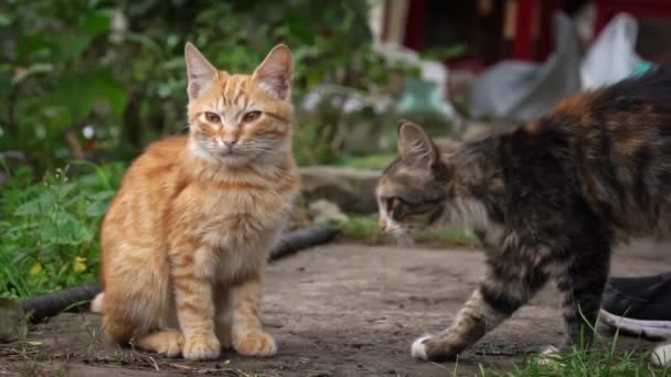 Man Strijkt Dakloze Volwassen Kittens Slow Close Het Probleem Van — Stockvideo