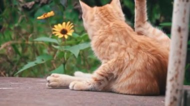 Evsiz ve kirli kırmızı kedi yavrusu sokakta oturur ve yıkanır. Avrupa 'daki evsiz hayvanlar, hayvan barınakları sorunu. Aç, hasta ve pis kediler sokakta koşuşturuyor..