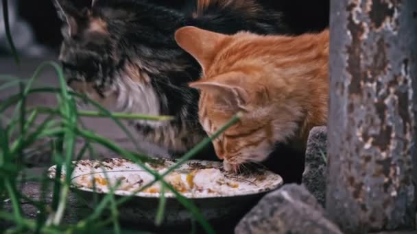 Les Chatons Sales Sans Abri Mangent Les Restes Une Assiette — Video