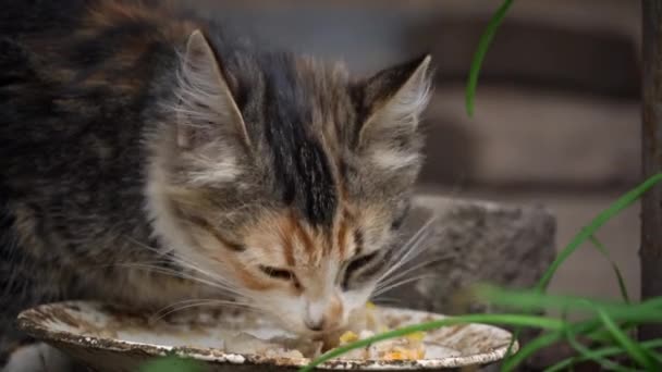 Evsiz Pis Kedi Yavrusu Sokaktaki Kirli Tabaktan Arta Kalanları Yiyor — Stok video