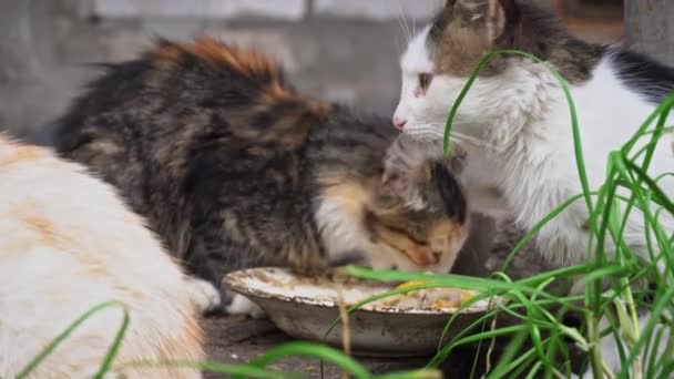 집없는 더러운 고양이들은 길거리의 더러운 접시에서 음식을 먹는다 유럽에 노숙자들의 — 비디오