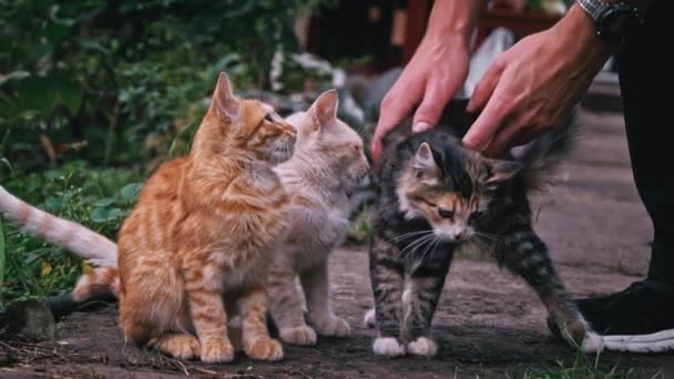 Man Strokes Homeless Adult Kittens Slow Close Problem Homeless Animals — Stock Video