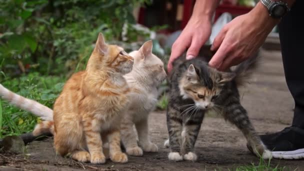 男人用慢镜头击打无家可归的成年猫咪 欧洲无家可归动物的问题 动物庇护所 肮脏的猫在街上跑着 — 图库视频影像