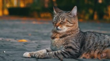 Evsiz kedi sonbahar parkında yerde dinleniyor. Evsiz aç hayvanlar. Kedi soğuk zeminde uyuyor..