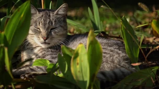 집없는 고양이는 공원에서 있습니다 집없는 굶주린 동물들 고양이는 바닥에서 — 비디오