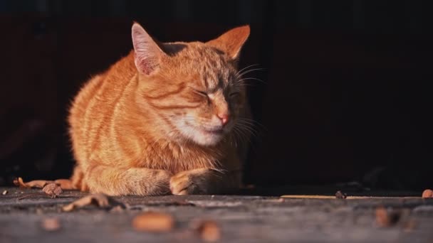 Kucing Tunawisma Beristirahat Taman Musim Gugur Lantai Hewan Gelandangan Yang — Stok Video