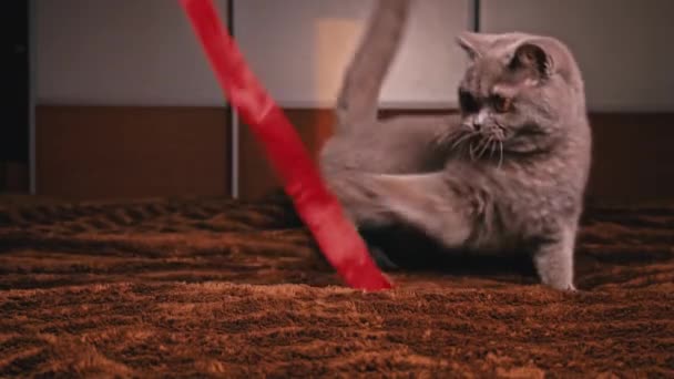 Σπιτική Γκρι Γάτα Παίζει Μια Κόκκινη Κορδέλα Στο Κρεβάτι Sloumo — Αρχείο Βίντεο