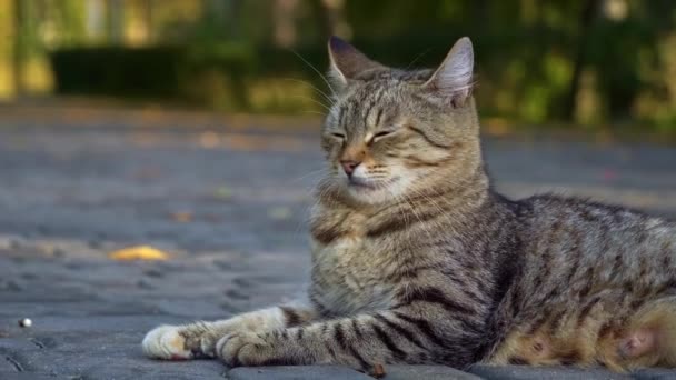 Hjemløs Katt Hviler Høstparken Gulvet Hjemløse Sultne Dyr Katten Sover – stockvideo