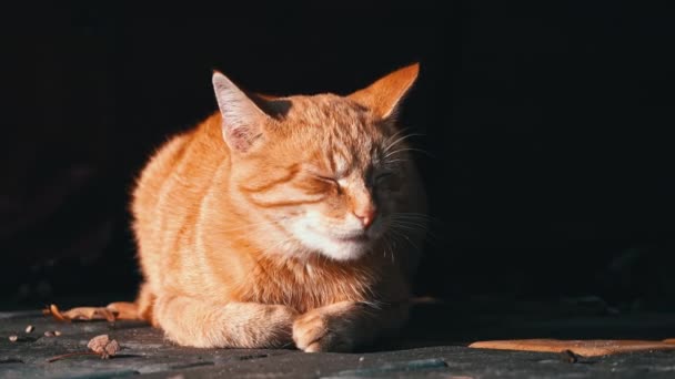 Gato Sin Hogar Está Descansando Parque Otoño Suelo Animales Hambrientos — Vídeos de Stock