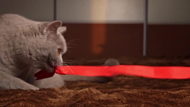 Gatto Grigio Fatto Casa Gioca Con Nastro Rosso Sul Letto — Video Stock