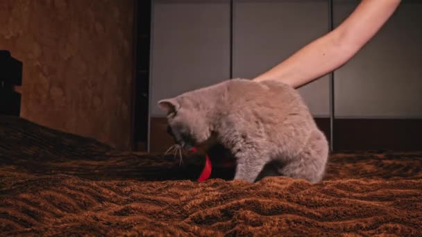 Σπιτική Γκρι Γάτα Παίζει Μια Κόκκινη Κορδέλα Στο Κρεβάτι Sloumo — Αρχείο Βίντεο