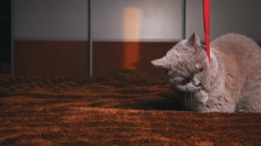 Ev yapımı gri kedi, yatağın üzerinde kırmızı kurdeleyle oynuyor. Oyunbaz kediler sahipleriyle oynarlar. Kedi evde oyuncaklarla eğleniyor..