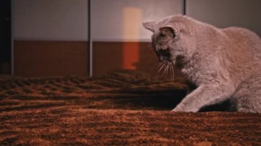 Ev yapımı gri kedi, yatağın üzerinde kırmızı kurdeleyle oynuyor. Oyunbaz kediler sahipleriyle oynarlar. Kedi evde oyuncaklarla eğleniyor..