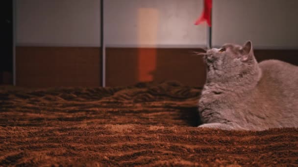 Házi Készítésű Szürke Macska Játszik Egy Piros Szalaggal Ágyon Sloumo — Stock videók