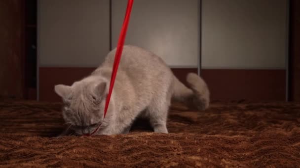 Kucing Abu Abu Buatan Sendiri Bermain Dengan Pita Merah Tempat — Stok Video