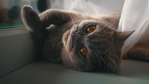 Kat Zonnebaden Zonnebaden Een Witte Vensterbank Bij Het Raam Kat — Stockvideo