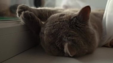 Kedi güneşleniyor ve pencerenin kenarındaki beyaz pencere pervazında güneşleniyor. Kedi dinleniyor ve perdelerin üzerindeki pencerenin yanında uyuyor. Güneşte güneşlenen yerli gri kedi..
