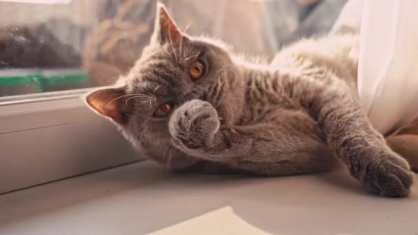 Γάτα Είναι Basking Και Ηλιοθεραπεία Ένα Λευκό Περβάζι Παράθυρο Από — Αρχείο Βίντεο