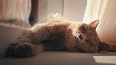 Kedi güneşleniyor ve pencerenin kenarındaki beyaz pencere pervazında güneşleniyor. Kedi dinleniyor ve perdelerin üzerindeki pencerenin yanında uyuyor. Güneşte güneşlenen yerli gri kedi..