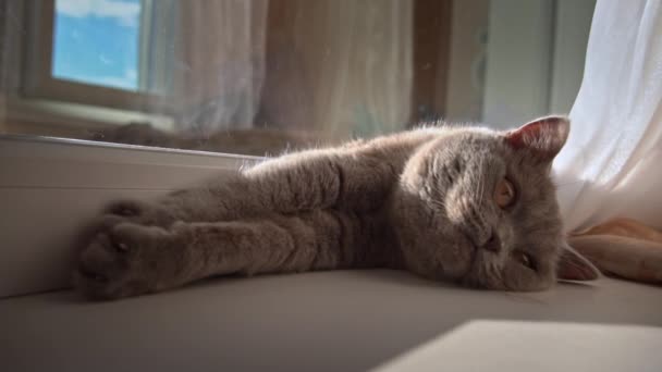 猫は窓辺の白い窓辺で日光浴をしている 猫はカーテンの窓の近くで休んで寝ている 太陽の下で日光浴国内のグレー猫 — ストック動画