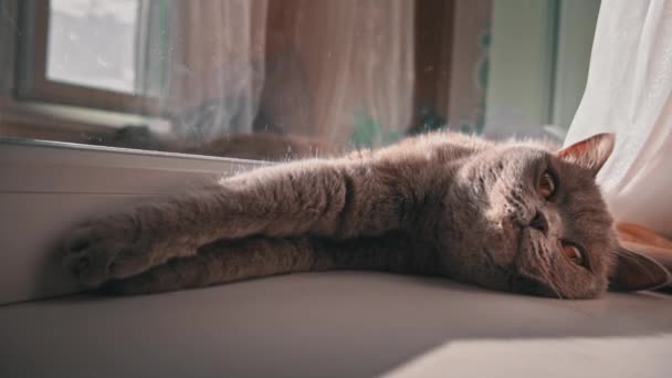 Kedi Güneşleniyor Pencerenin Kenarındaki Beyaz Pencere Pervazında Güneşleniyor Kedi Dinleniyor — Stok video