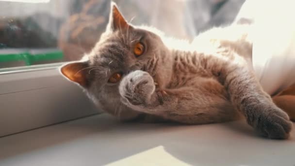 Gato Está Banhar Apanhar Sol Num Peitoril Branco Junto Janela — Vídeo de Stock