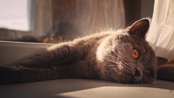 Kočka Koupe Opaluje Bílém Parapetu Okna Kočka Odpočívá Spí Okna — Stock video